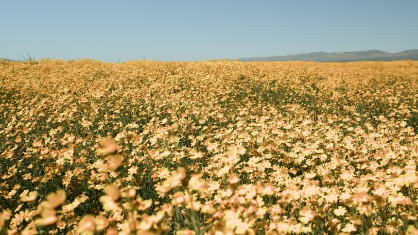 Field of wildflowers blowing in the wind
