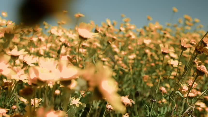 Field of yellow flowers swaying in the breeze