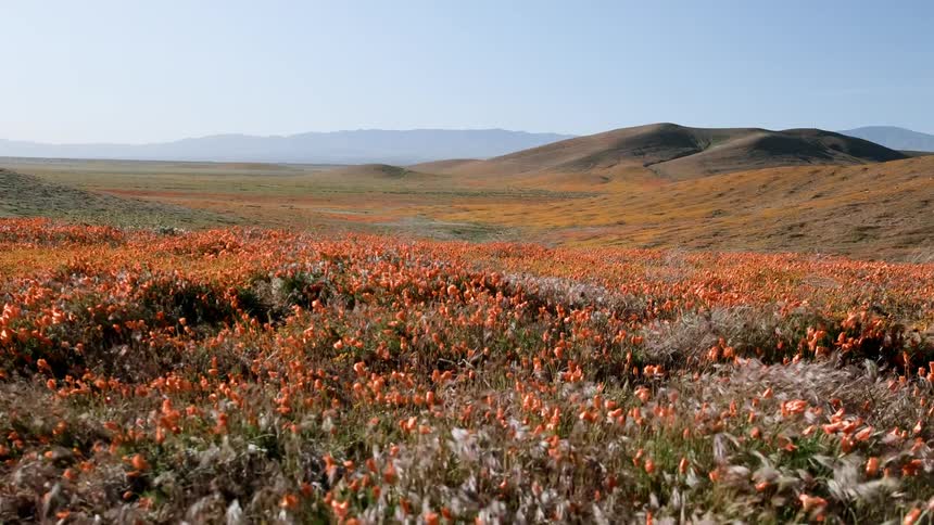 Wind blows through poppies in a field