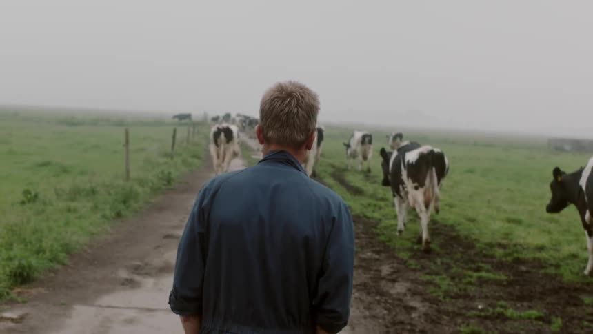 A man walks down the trail with the cows