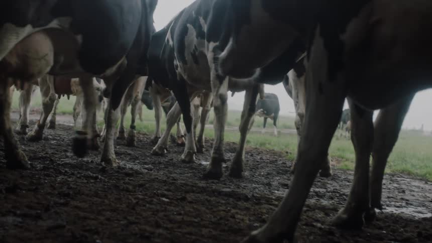 The cows leave together out of the barn