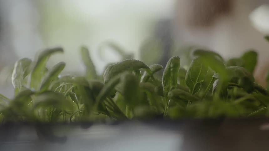 The row of plants have green leafs