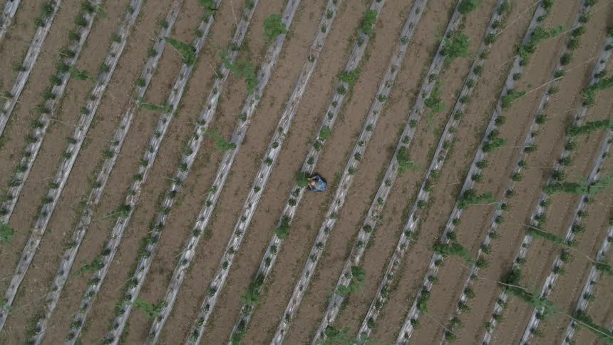 A person is working the crops on the farm below