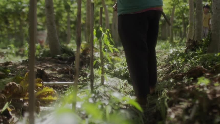 The man is working in the forest planting things