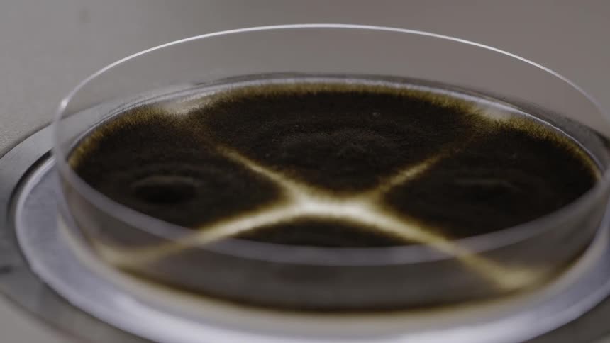 A lid is removed from a petri dish