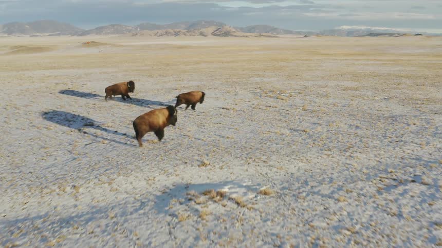 The buffalo herd along the long field
