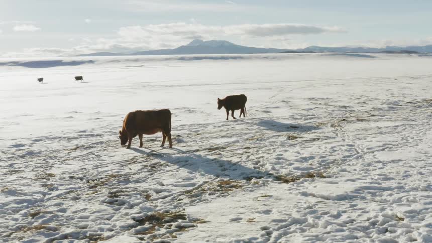 Cattle graze in a snowy field