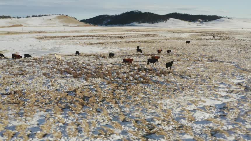 Cattle walk across a snowy field