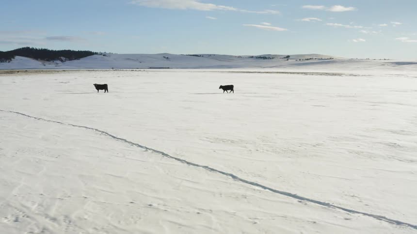 Two cows walk across the snow covered field on a sunny day