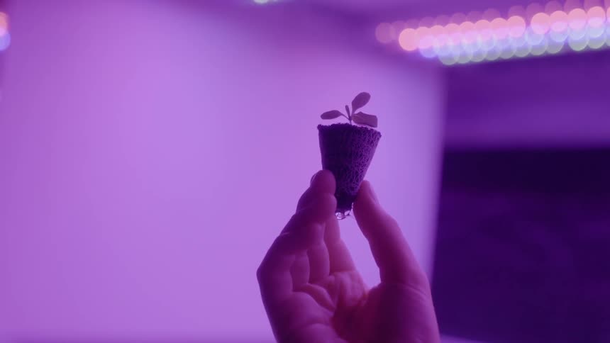 A small plant is passed to another person