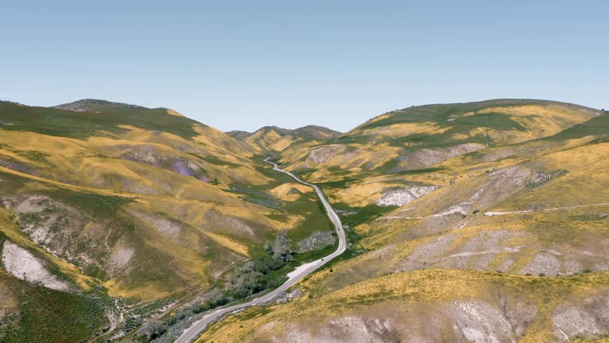 Cars drive on a rural hilly road covered in wildflowers