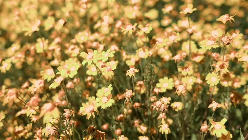The yellow flowers are everywhere on the field