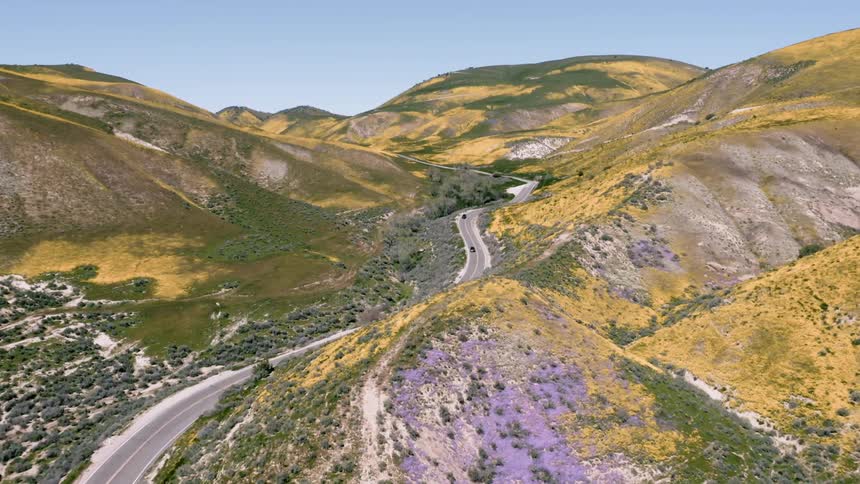 A vehicle travels on the road going through the hills covered in colorful flowers