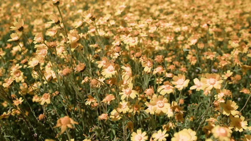 The wind is strong blowing the flowers around