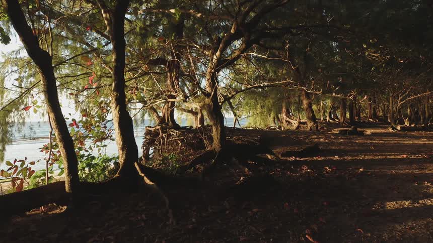 The trees line the shore on a sunny day