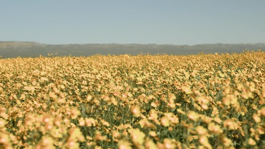 The large yellow flowers cover the long field