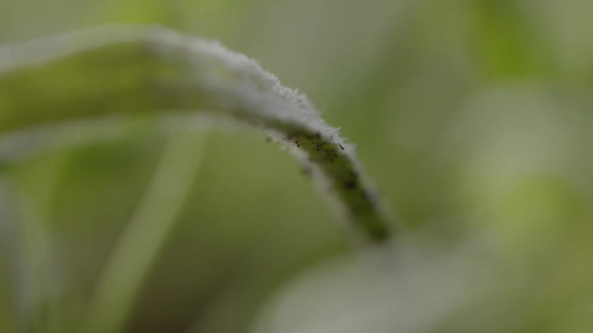 The green leaves have dirt on them