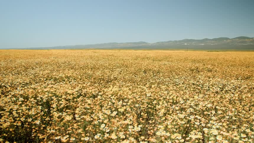 Flowers cover a rural field