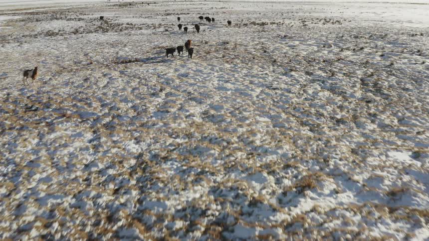 The animals graze grass under the snow