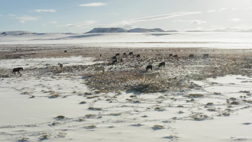 The horses are grazing on the snowy field