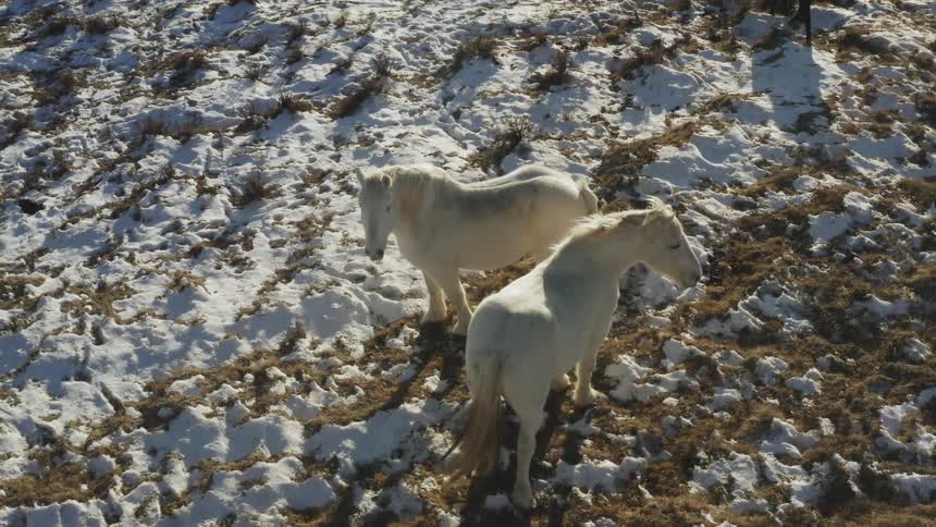 Two white horses are standing in the snow grazing