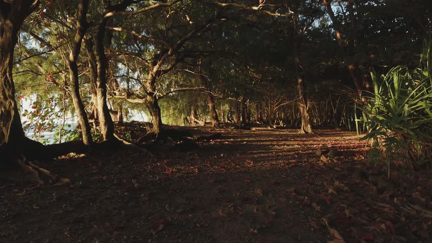 Tree branches cover over a dirt path by the shore