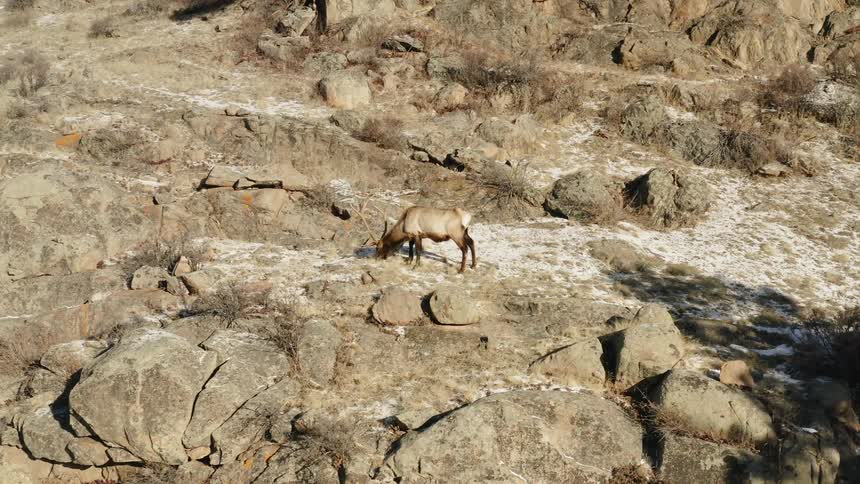 A caribou grazes on the side of a cliff