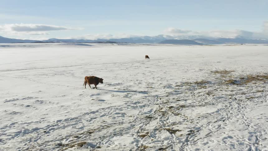 The two large animals walk in the snow