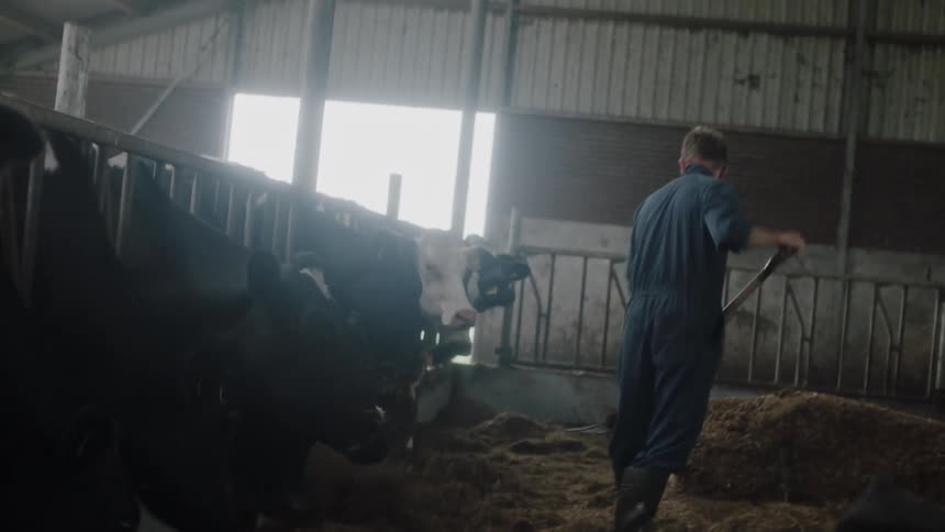 A man is shoveling hay over to the cows
