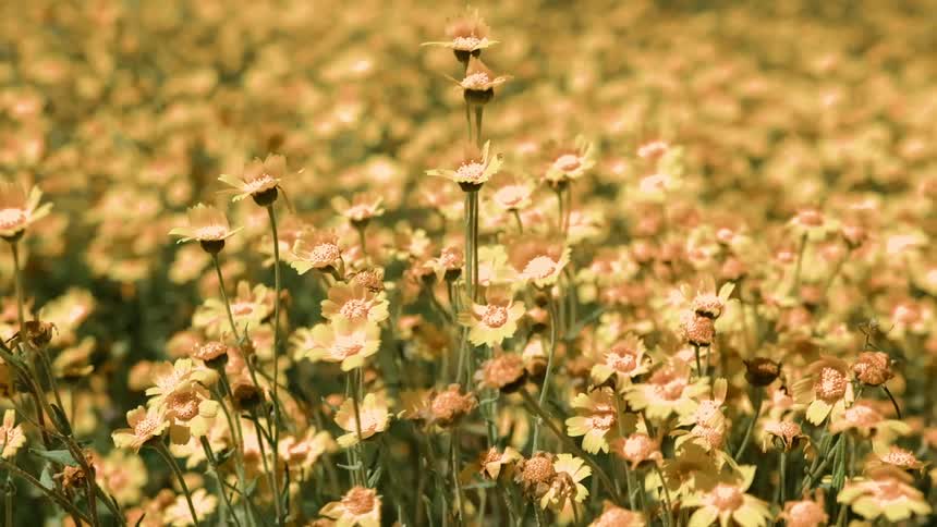 The insects fly around the tall yellow flowers