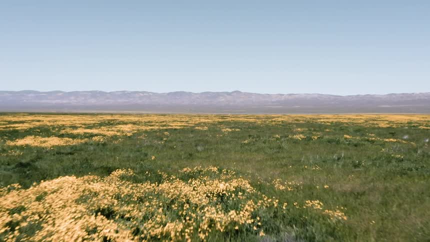 Yellow flowers and green grass cover the ground