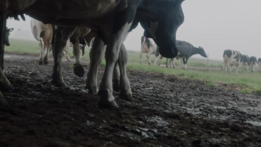 Cattle walk in the mud and green field