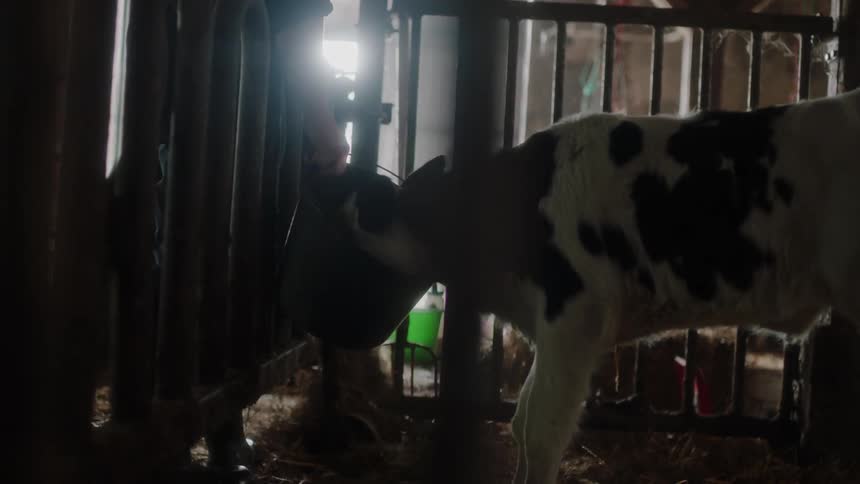 A farmer feeds a calf in a pen with a bucket