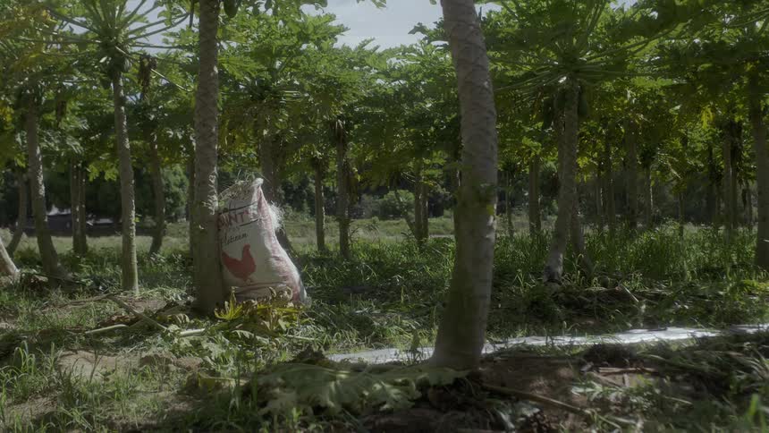 A large sack is leaning against the tree