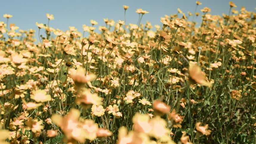 Slo mo of wildflowers blowing in the wind