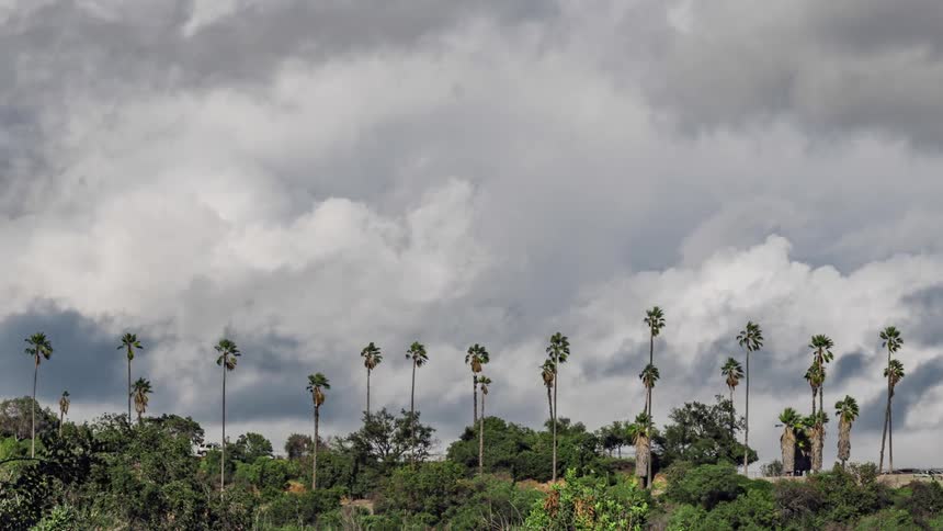 The tall palm trees reach high above the forest