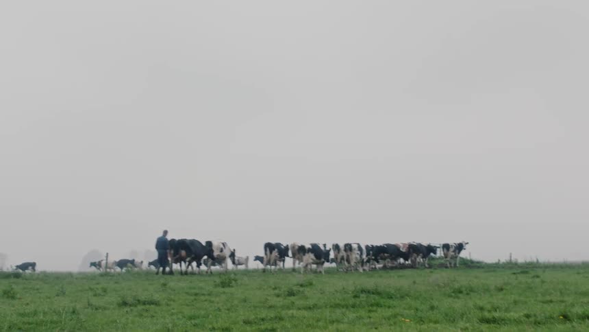 A rancher walks with cows across a grass field