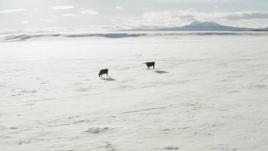 Two animals walk along the snow covered field