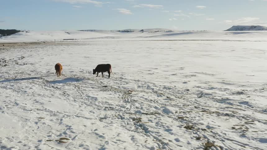 The animals graze on the snow covered field