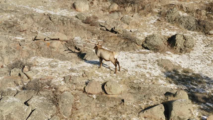 The reindeer looks around on the mountain