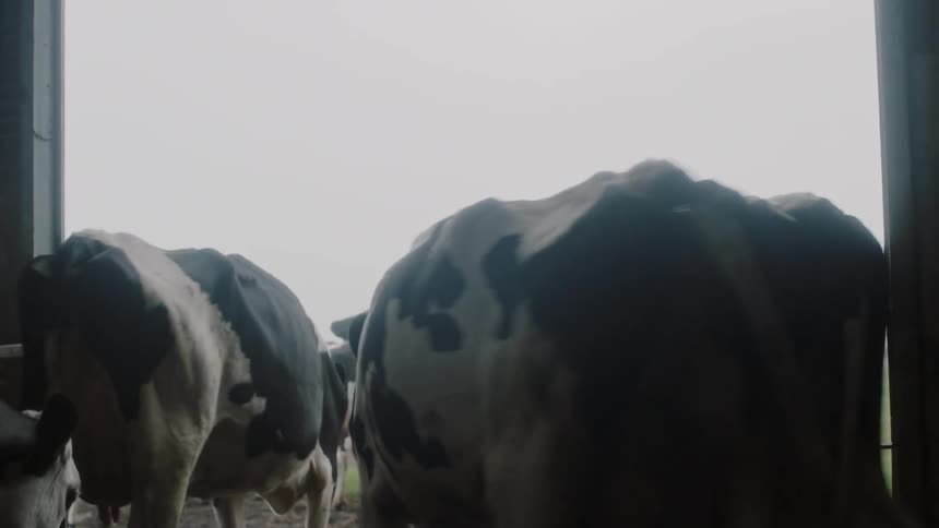 Cows are leaving a barn on an overcast morning