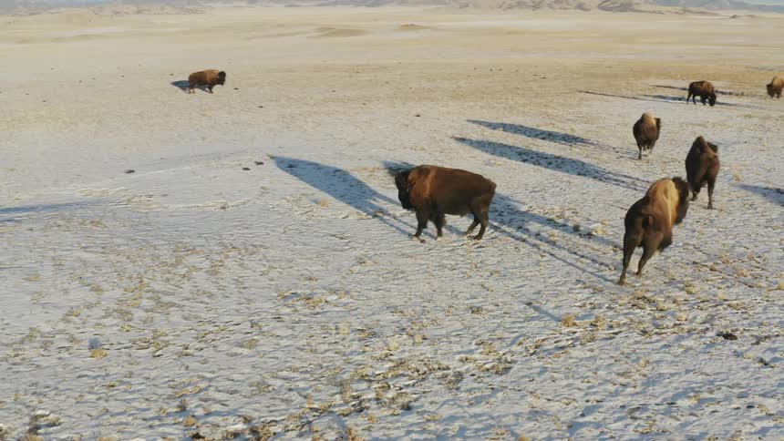 Bison graze in a snowy field