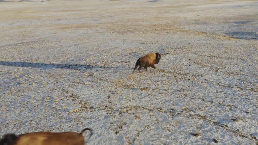 The buffalo charge at each other playing on the field