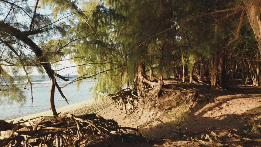 The roots of a tree are exposed in the sloping dirt near the water