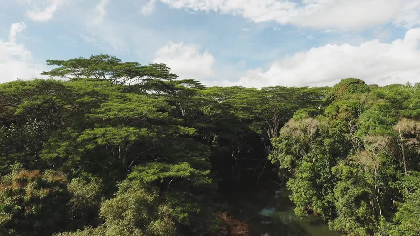The tall trees reach high on each side of the water