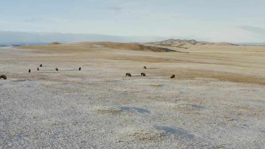 The field has animals grazing in the distance