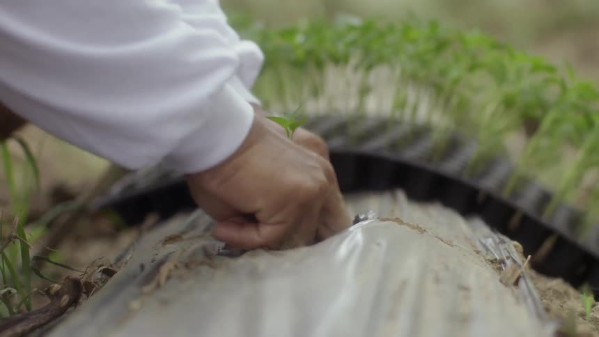 The man plants something in the plastic