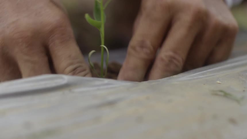 A gardener plants a seedling in the soil under plastic