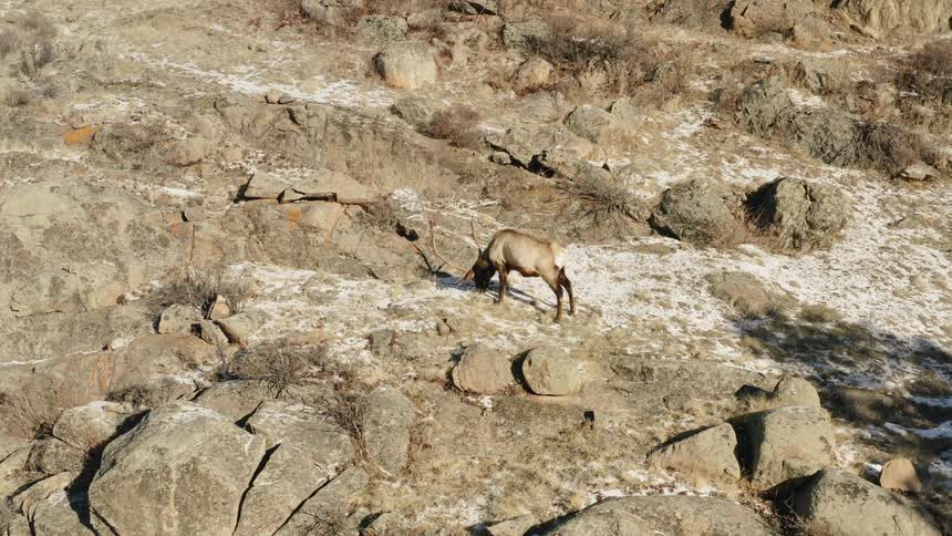 An elk grazes in the wilderness