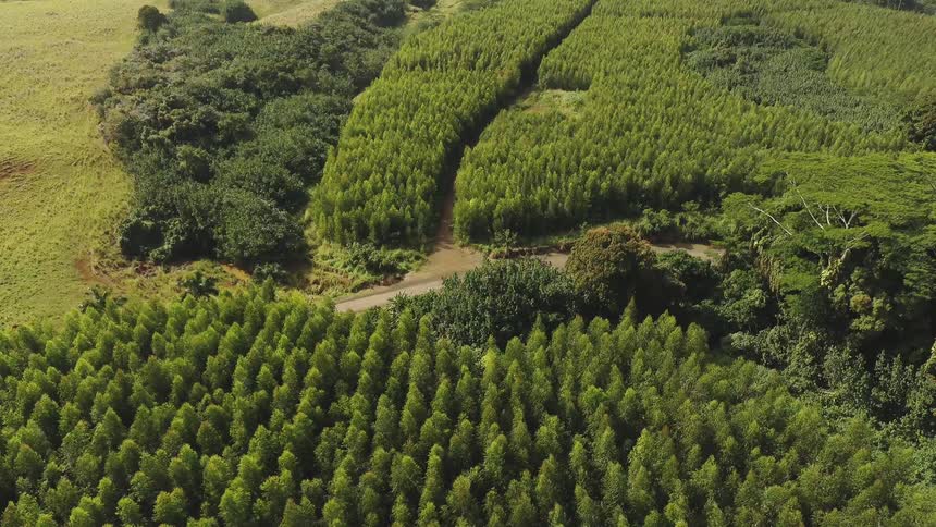 A road separates rows of trees and fields